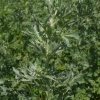 Artemisia absinthium -- Wermut, Absinth