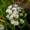 Allium tuberosum -- Schnittknoblauch 