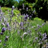 Lavandula angustifolia -- Echter Lavendel 