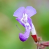 Salvia sclarea -- Muskatellersalbei