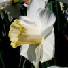Narcissus Hybride Salome -- Narzisse
