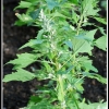 Chenopodium quinoa -- Quinoa