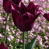 Tulipa Havran