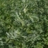 Artemisia absinthium -- Wermut, Absinth