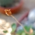 Calceolaria fothergillii -- Pantoffelblume fothergillii