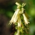 Glycyrrhiza uralensis -- Chinesisches Süßholz
