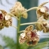 Dendrobium spec moeglicherw. atroviolaceum
