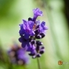 Lavandula angustifolia -- Echter Lavendel 