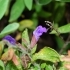 Salvia officinalis -- Echter Salbei