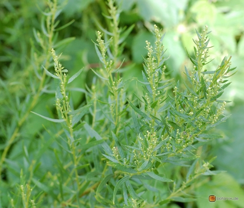 Artemisia dracunculus -- Estragon