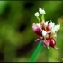 Allium cepa 'proliferum' -- Etagenzwiebel