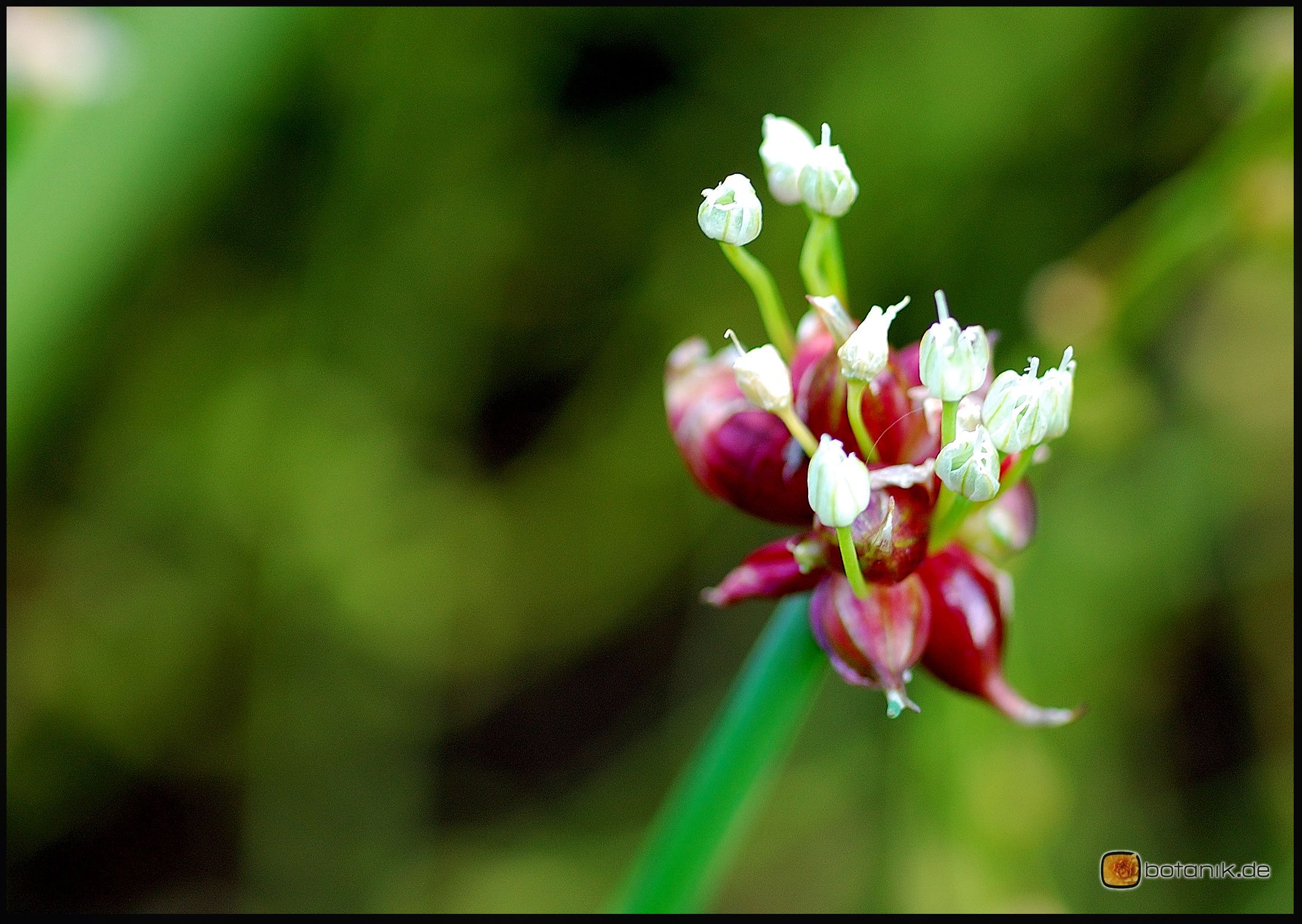 Allium cepa 'proliferum' -- Etagenzwiebel