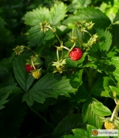 Fragaria vesca -- Wald-Erdbeere