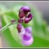 Phaseolus vulgaris -- Gartenbohne