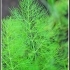 Foeniculum vulgare azoricum -- Gemüsefenchel