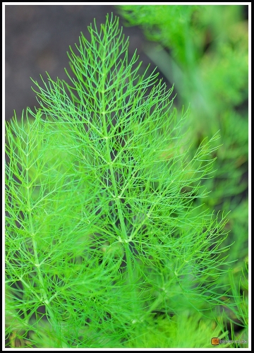 Foeniculum vulgare azoricum -- Gemüsefenchel