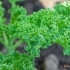 Brassica oleracea -- Gemüsekohl