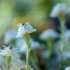 Helichrysum frigidum -- Korsische Strohblume
