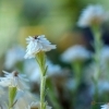 Helichrysum frigidum -- Korsische Strohblume