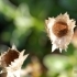 Helichrysum marginatum -- Strohblume