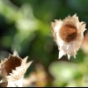 Helichrysum marginatum -- Strohblume