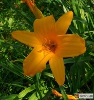 Hemerocallis Kulturform Orange Beauty -- Taglilie