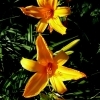 Hemerocallis Orange Bright -- Taglilie