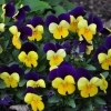 Viola cornuta -- Hornveilchen