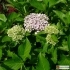 Hydrangea macrophylla 'Ayesha' -- Gartenhortensie 'Ayesha'