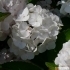 Hydrangea macrophylla 'Emile-Mouillere' -- Gartenhortensie 'Emile-Mouillere'