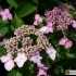 Hydrangea macrophylla Lilacina -- Gartenhortensie 'Lilacina'
