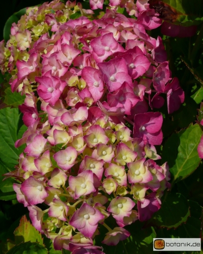 Hydrangea macrophylla 'Seidel Heinrich' -- Gartenhortensie 'Seidel Heinrich'