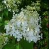Hydrangea paniculata 'Dolly' -- Rispen-Hortensie 'Dolly'