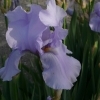 Iris Barbata elatior 'Blue Sapphire' -- Hohe Bart-Iris