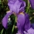 Iris pallida 'cengialti' -- Bleiche Schwertlilie