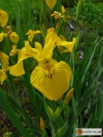 Iris pseudacorus -- Sumpf-Schwertlilie