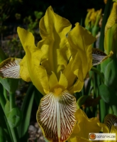 Iris variegata -- Bunte Schwertlilie