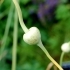 Allium sativum -- Knoblauch