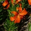 Lilium Bulbiferum Hybride John Dix -- Feuer-Lilie