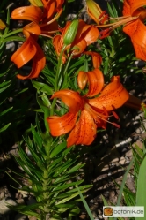 Lilium Bulbiferum Hybride John Dix
