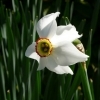 Narcissus Hybride Ceylon