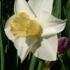 Narcissus Hybride Salome -- Narzisse