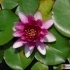 Nymphaea Attraction --