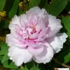 Paeonia suffruticosa 'Madame de Vatry' -- Strauchpfingstrose 