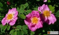 Parkrose rosa centifolia_cristata