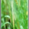 Triticum carthlicum -- Persischer Weizen 