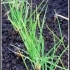 Allium cepa 'Golden Gourmet' -- Schalotte