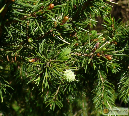 Picea Abies Cupressina Zypressen Fichte Garten Pflanzen