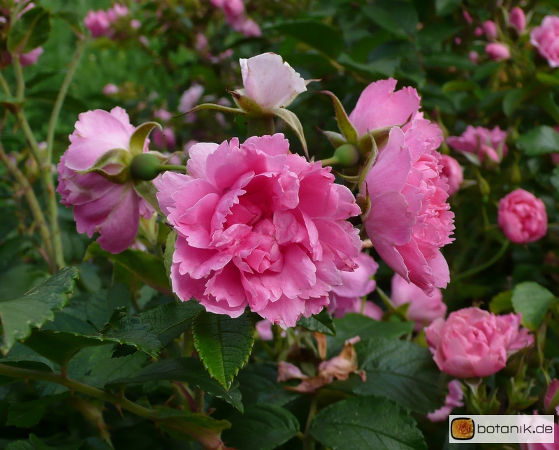 Rosa Rugosa 'Pink Grootendorst' -- Japan-Rose
