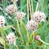 Allium schoenoprasum 'sibiricum' -- Schnittlauch